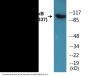 NF-kappaB p105/p50 (Phospho-Ser337) Colorimetric Cell-Based ELISA Kit