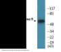 Caspase 8 (Phospho-Ser347) Colorimetric Cell-Based ELISA Kit
