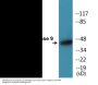Caspase 9 (Phospho-Thr125) Colorimetric Cell-Based ELISA Kit