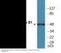 Cyclin B1 (Phospho-Ser126) Colorimetric Cell-Based ELISA Kit