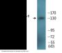 IRS-1 (Phospho-Ser307) Colorimetric Cell-Based ELISA Kit