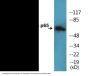 NF-kappaB p65 (Phospho-Ser529) Colorimetric Cell-Based ELISA Kit