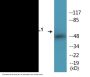 AML1 (Phospho-Ser303) Colorimetric Cell-Based ELISA Kit