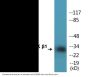 AMPK beta1 (Phospho-Ser181) Colorimetric Cell-Based ELISA Kit