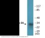 Cyclin D3 (Phospho-Thr283) Colorimetric Cell-Based ELISA Kit