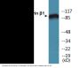 Integrin beta1 (Phospho-Thr788) Colorimetric Cell-Based ELISA Kit