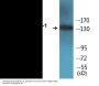 IRS-1 (Phospho-Ser1101) Colorimetric Cell-Based ELISA Kit