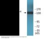 IRS-1 (Phospho-Ser612) Colorimetric Cell-Based ELISA Kit