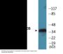CREB (Phospho-Ser121) Colorimetric Cell-Based ELISA Kit