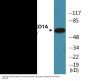 FOXO1A (Phospho-Ser329) Colorimetric Cell-Based ELISA Kit