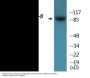 IKK-beta (Phospho-Tyr199) Colorimetric Cell-Based ELISA Kit