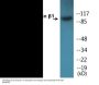 Integrin beta1 (Phospho-Thr789) Colorimetric Cell-Based ELISA Kit