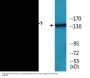 IRS-1 (Phospho-Ser323) Colorimetric Cell-Based ELISA Kit