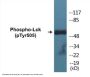 Lck (Phospho-Tyr505) Colorimetric Cell-Based ELISA Kit