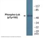 Lck (Phospho-Tyr192) Colorimetric Cell-Based ELISA Kit