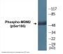 MDM2 (Phospho-Ser166) Colorimetric Cell-Based ELISA Kit