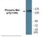 Met (Phospho-Tyr1356) Colorimetric Cell-Based ELISA Kit