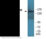 nNOS (Phospho-Ser852) Colorimetric Cell-Based ELISA Kit
