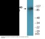 PDE4D (Phospho-Ser190/53) Colorimetric Cell-Based ELISA Kit