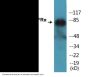 PDGFRalpha (Phospho-Tyr713) Colorimetric Cell-Based ELISA Kit