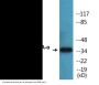PP2A-alpha (Phospho-Tyr307) Colorimetric Cell-Based ELISA Kit