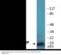 TEBP (Phospho-Ser113) Colorimetric Cell-Based ELISA Kit