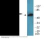 WAVE1 (Phospho-Tyr125) Colorimetric Cell-Based ELISA Kit