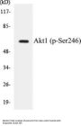 Akt1 (Phospho-Ser246) Colorimetric Cell-Based ELISA Kit