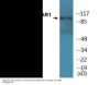 NMDAR1 (Phospho-Ser896) Colorimetric Cell-Based ELISA Kit
