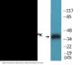 PBK/TOPK (Phospho-Thr9) Colorimetric Cell-Based ELISA Kit