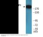 53BP1 (Phospho-Ser6) Colorimetric Cell-Based ELISA Kit