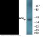 p38 MAPK (Phospho-Tyr322) Colorimetric Cell-Based ELISA Kit