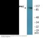 PKD1/PKC mu (Phospho-Ser205) Colorimetric Cell-Based ELISA Kit