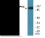 PKD1/PKC mu (Phospho-Tyr463) Colorimetric Cell-Based ELISA Kit