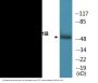 PTP1B (Phospho-Ser50) Colorimetric Cell-Based ELISA Kit