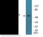 Akt1 (Phospho-Tyr326) Colorimetric Cell-Based ELISA Kit