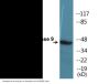 Caspase 9 (Phospho-Tyr153) Colorimetric Cell-Based ELISA Kit