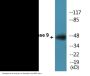 Caspase 9 (Phospho-Ser144) Colorimetric Cell-Based ELISA Kit