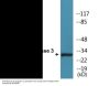 Caspase 3 (Phospho-Ser150) Colorimetric Cell-Based ELISA Kit