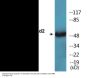 Smad2 (Phospho-Ser250) Colorimetric Cell-Based ELISA Kit