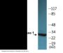 Caspase 1 (Phospho-Ser376) Colorimetric Cell-Based ELISA Kit