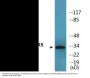 CDK5 (Phospho-Tyr15) Colorimetric Cell-Based ELISA Kit