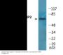CRMP2 (Phospho-Thr514) Colorimetric Cell-Based ELISA Kit