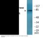 PI3-kinase p85-alpha/gamma (Phospho-Tyr467/199) Colorimetric Cell-Based ELISA Kit