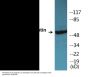 Vimentin (Phospho-Ser83) Colorimetric Cell-Based ELISA Kit
