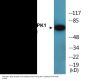 AMPK1 (Phospho-Ser485) Colorimetric Cell-Based ELISA Kit