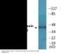 Connexin 43 (Phospho-Ser367) Colorimetric Cell-Based ELISA Kit