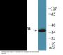 CREB (Phospho-Ser133) Colorimetric Cell-Based ELISA Kit