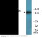 eNOS (Phospho-Ser1176) Colorimetric Cell-Based ELISA Kit