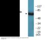 Ezrin (Phospho-Tyr353) Colorimetric Cell-Based ELISA Kit